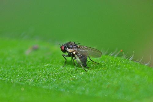 Phytomyza myosotica